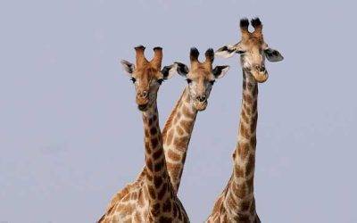 Girrafe Animals on verge of extinction